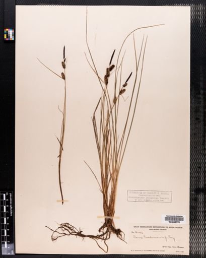 Carex nigra
