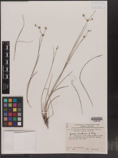 Plantae