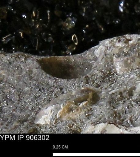 undet. Mollusca