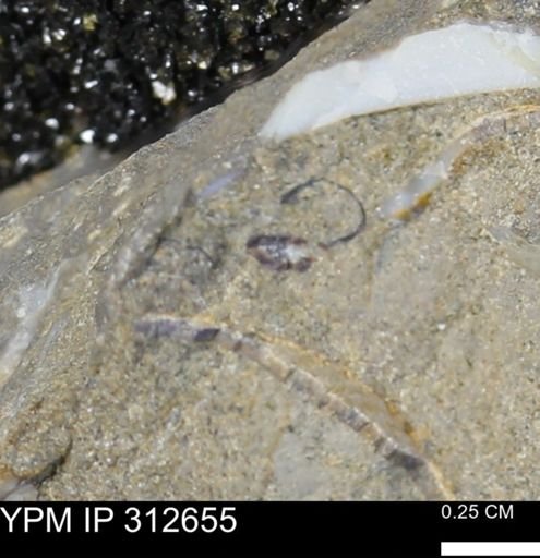undet. Mollusca