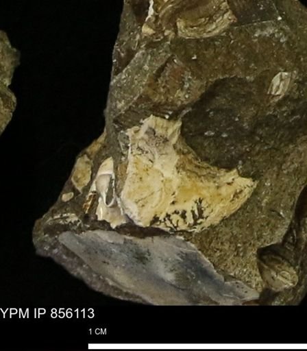 undet. Mollusca