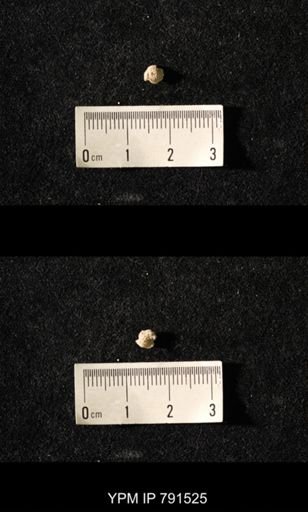 undet. Bryozoa