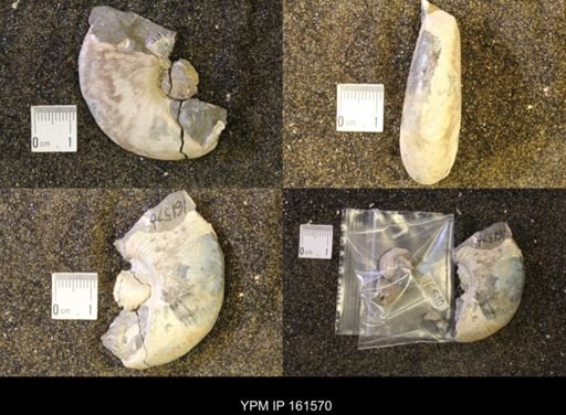 Hoploscaphites nicolletii