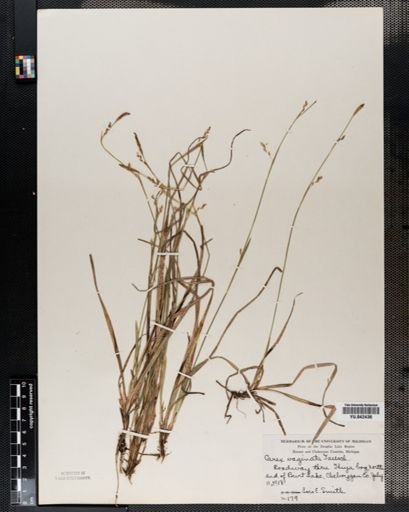 Carex varia