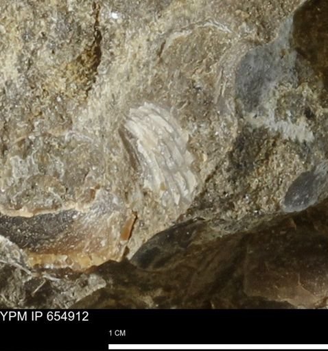 Mollusca
