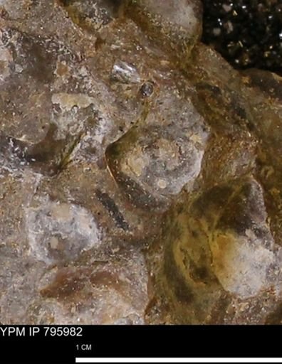 undet. Mollusca