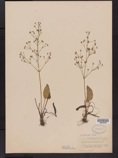 Alisma triviale