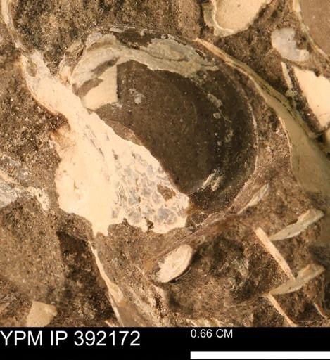 Protocardia sp.