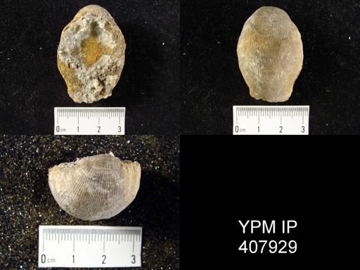Linoproductus sp.