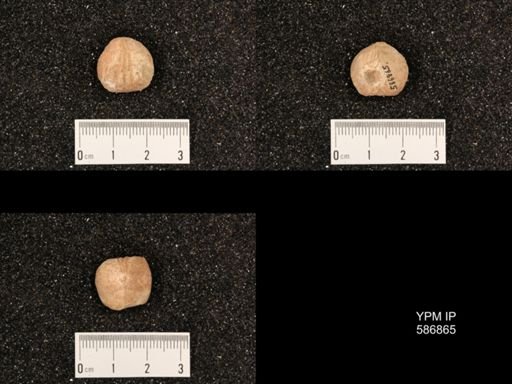 Rhynchotrema capax