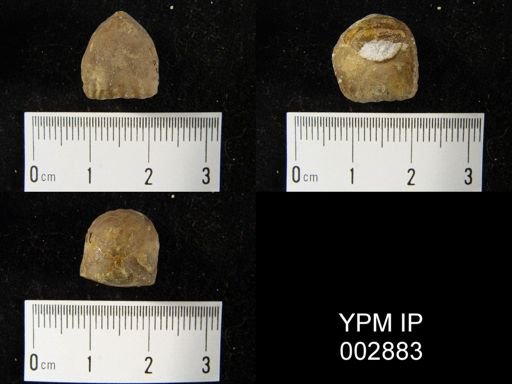 Rhynchonella sp.