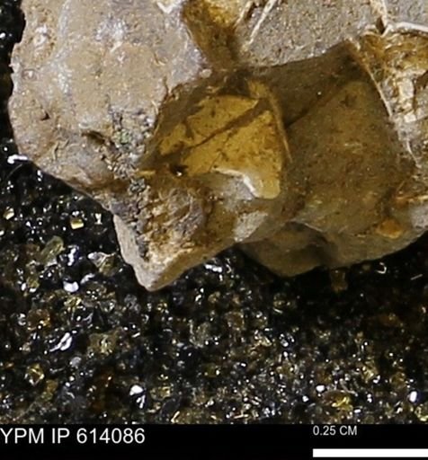 undet. Mollusca