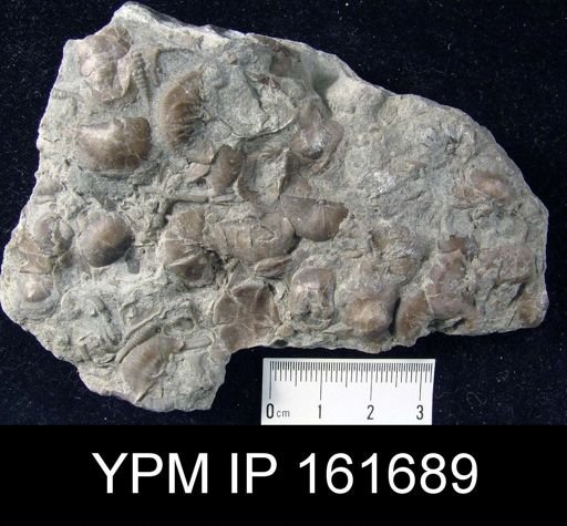 Plectambonites sericeus