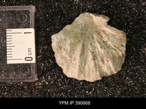 undet. Scaphitidae