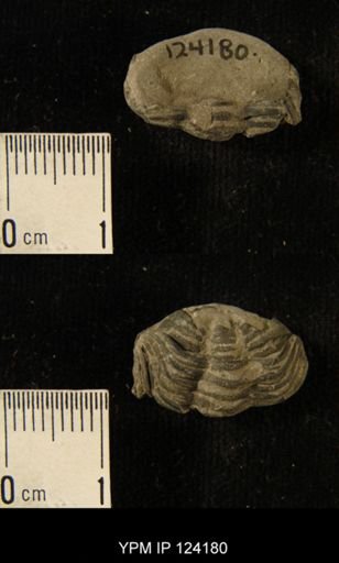 Phacops rana
