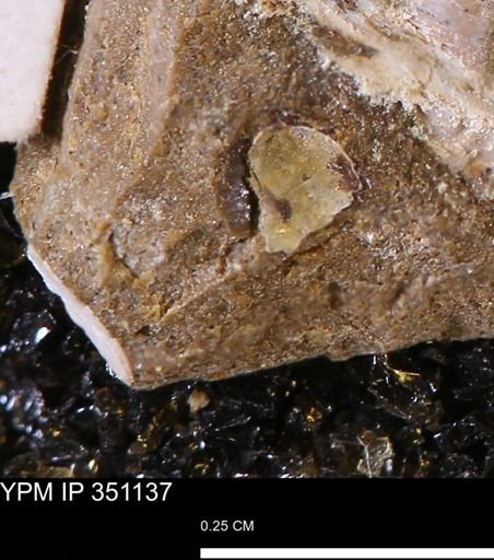 undet. Mollusca