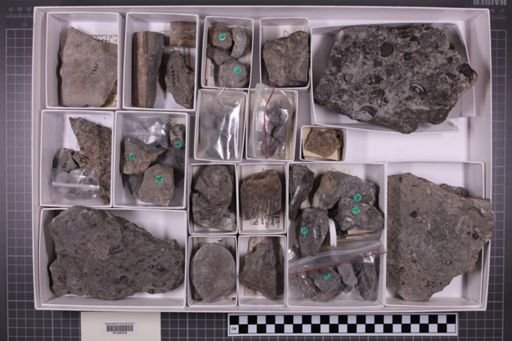 mixed taxa, stratigraphic collection