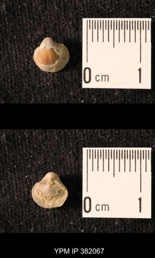 Ambocoelia planoconvexa