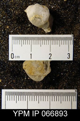 Productella hallana