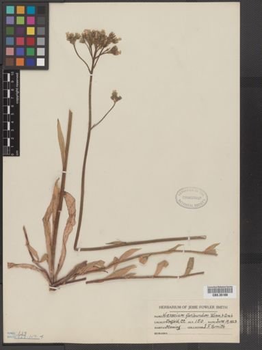 Hieracium x floribundum