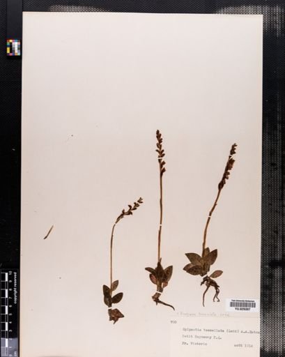 Goodyera tesselata