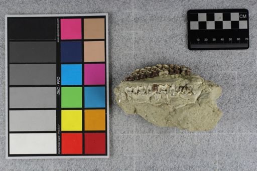 Mesohippus bairdi