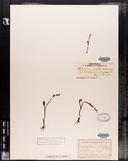 Botrychium simplex