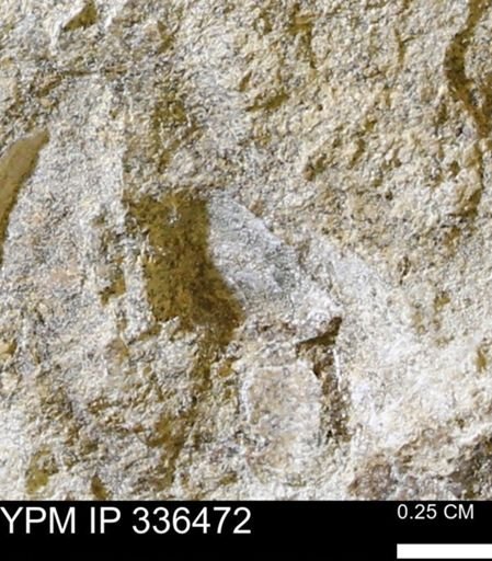 undet. Mollusca