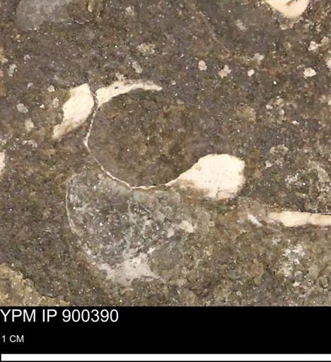 undet. Mollusca