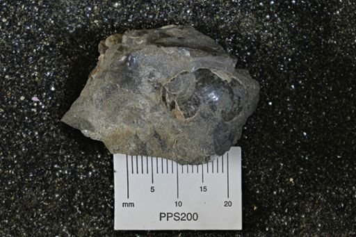 Gastropoda