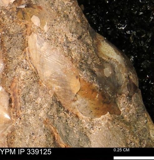 undet. Bivalvia