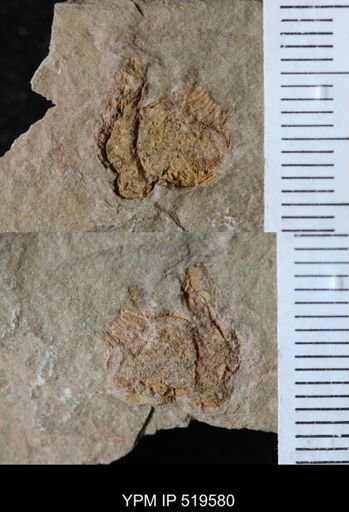 Chauvelicystis sp.