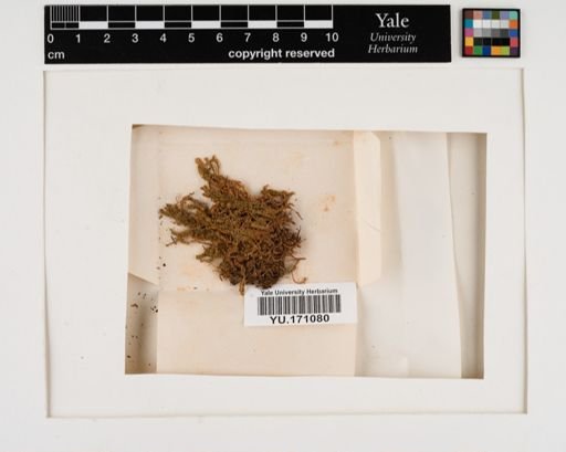 Plantae