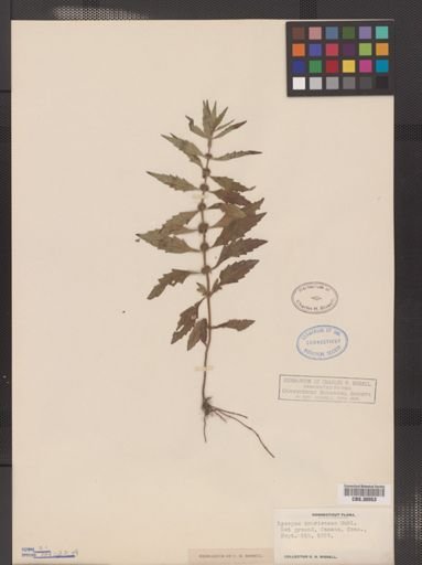 Lycopus americanus