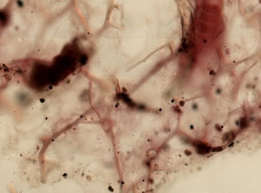 Dysidea etheria