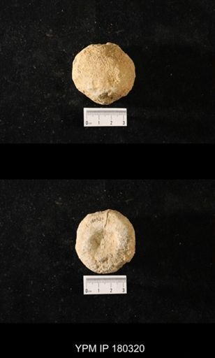 Anthaspidella sp.