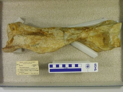 Palaeomastodon sp.