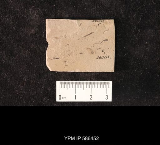 undet. Hymenoptera