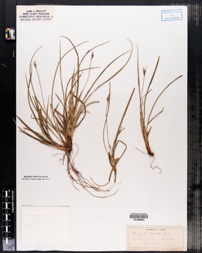 Plantae