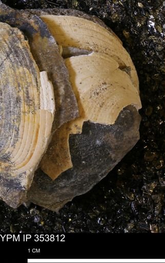 Limopsis striatopunctatus