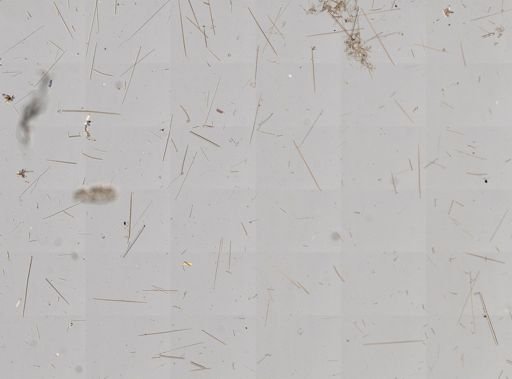 Clathria (Microciona) sp.