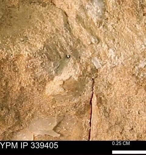 undet. Mollusca