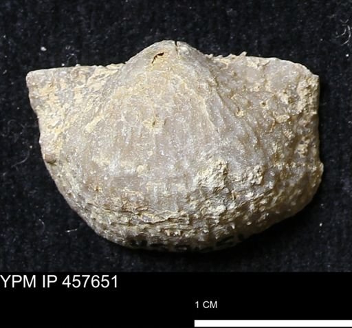 Helaspis sp.