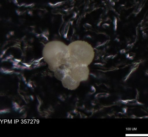 undet. Foraminiferida
