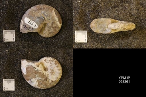 Discoscaphites conradi