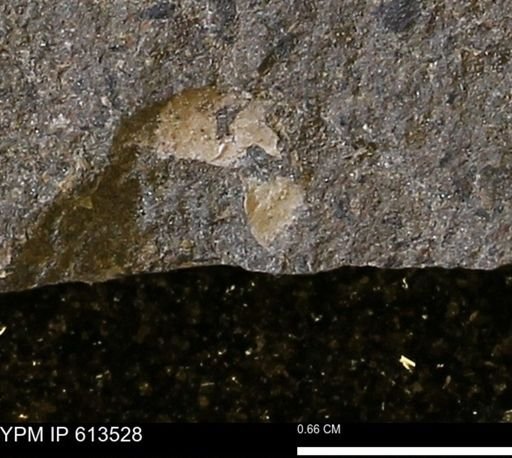 Scaphites sp.