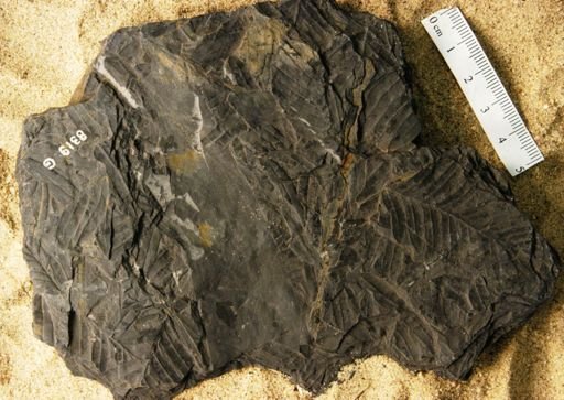 Noeggerathia beinertiana