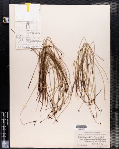 Eleocharis palustris