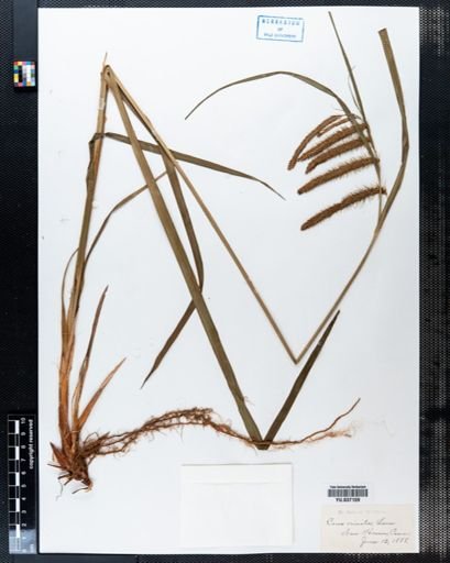 Carex crinita