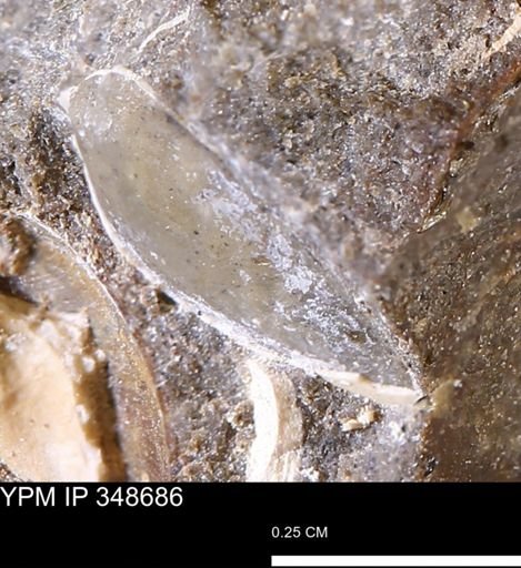 undet. Mollusca